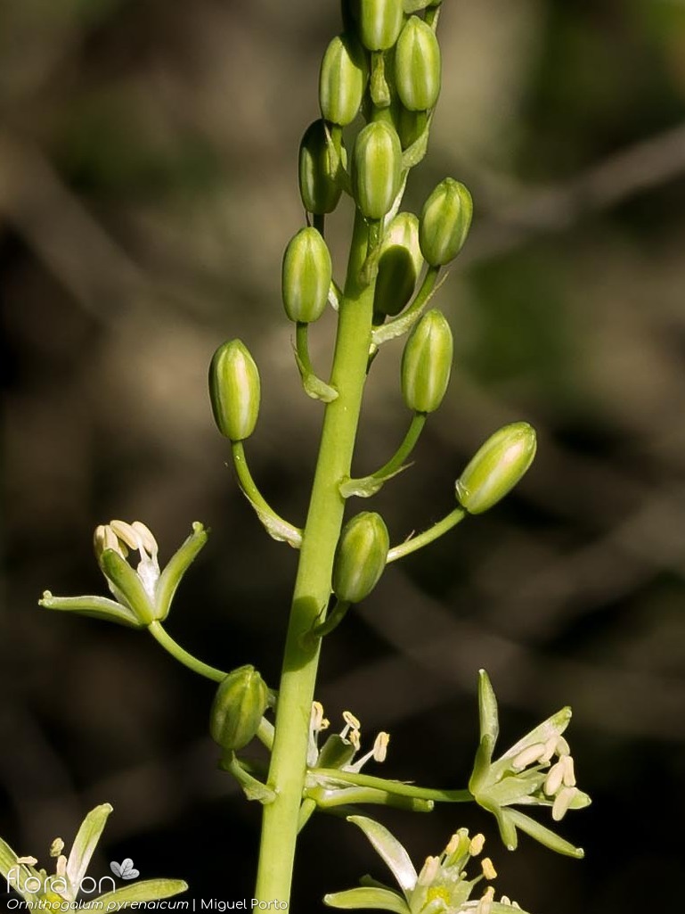 Ornithogalum pyrenaicum pyrenaicum - Botão | Miguel Porto; CC BY-NC 4.0