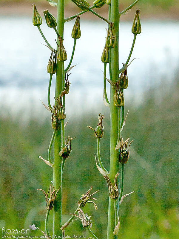 Ornithogalum pyrenaicum pyrenaicum - Fruto | Ana Júlia Pereira; CC BY-NC 4.0