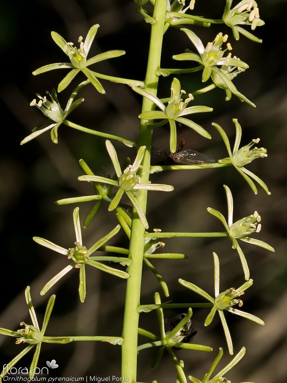 Ornithogalum pyrenaicum pyrenaicum - Flor (geral) | Miguel Porto; CC BY-NC 4.0
