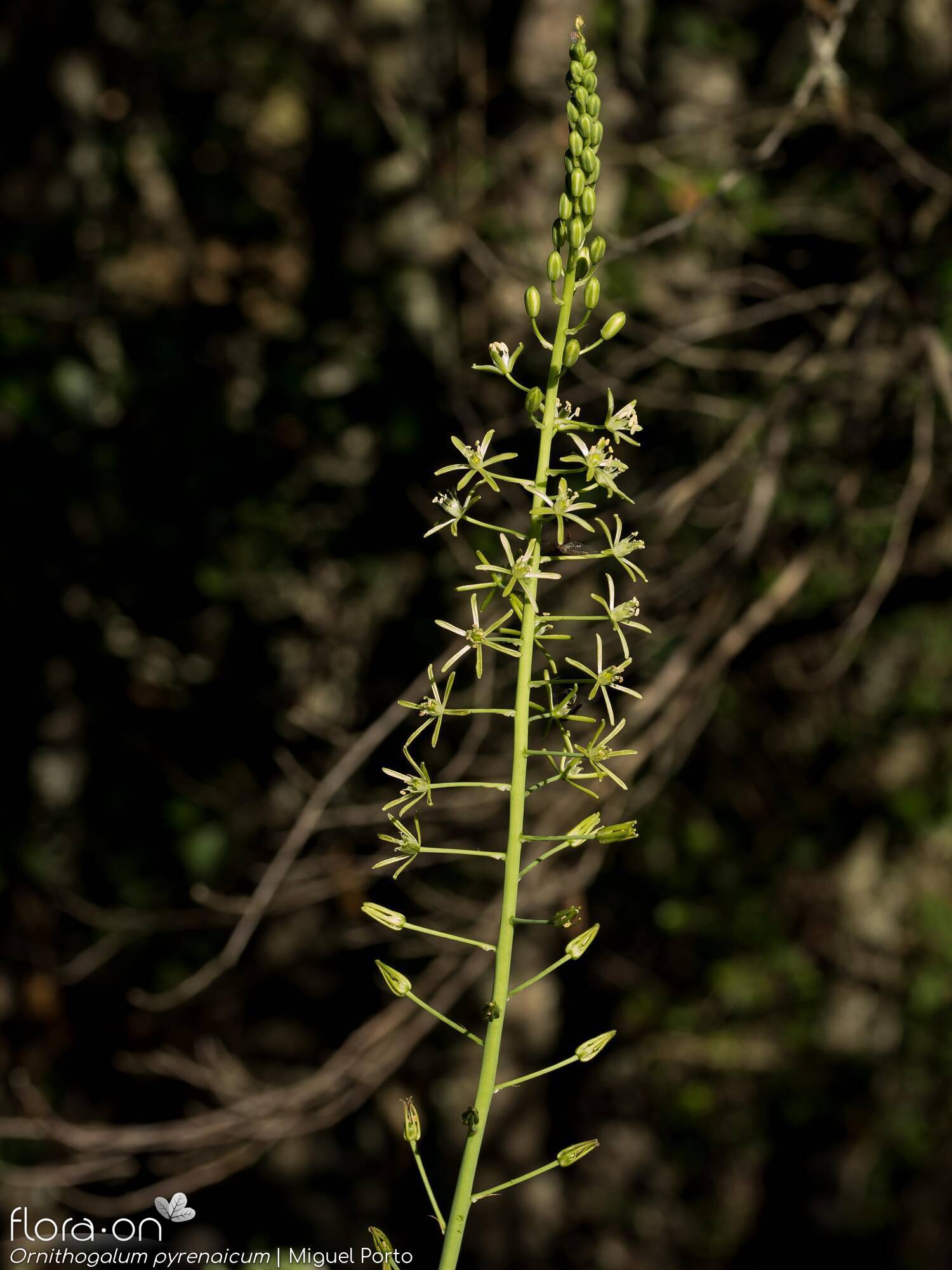 Ornithogalum pyrenaicum pyrenaicum - Flor (geral) | Miguel Porto; CC BY-NC 4.0
