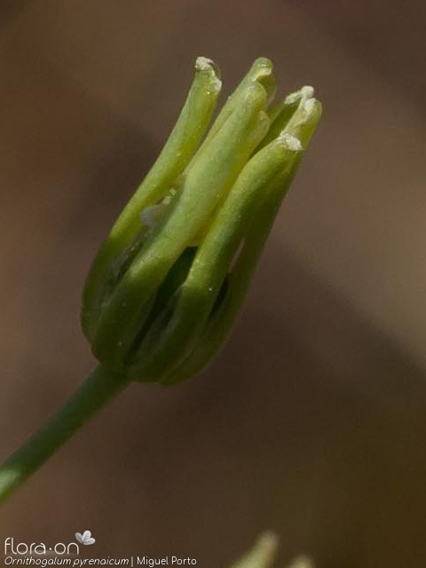 Ornithogalum pyrenaicum pyrenaicum - Fruto | Miguel Porto; CC BY-NC 4.0