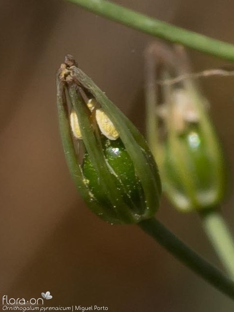 Ornithogalum pyrenaicum pyrenaicum - Fruto | Miguel Porto; CC BY-NC 4.0