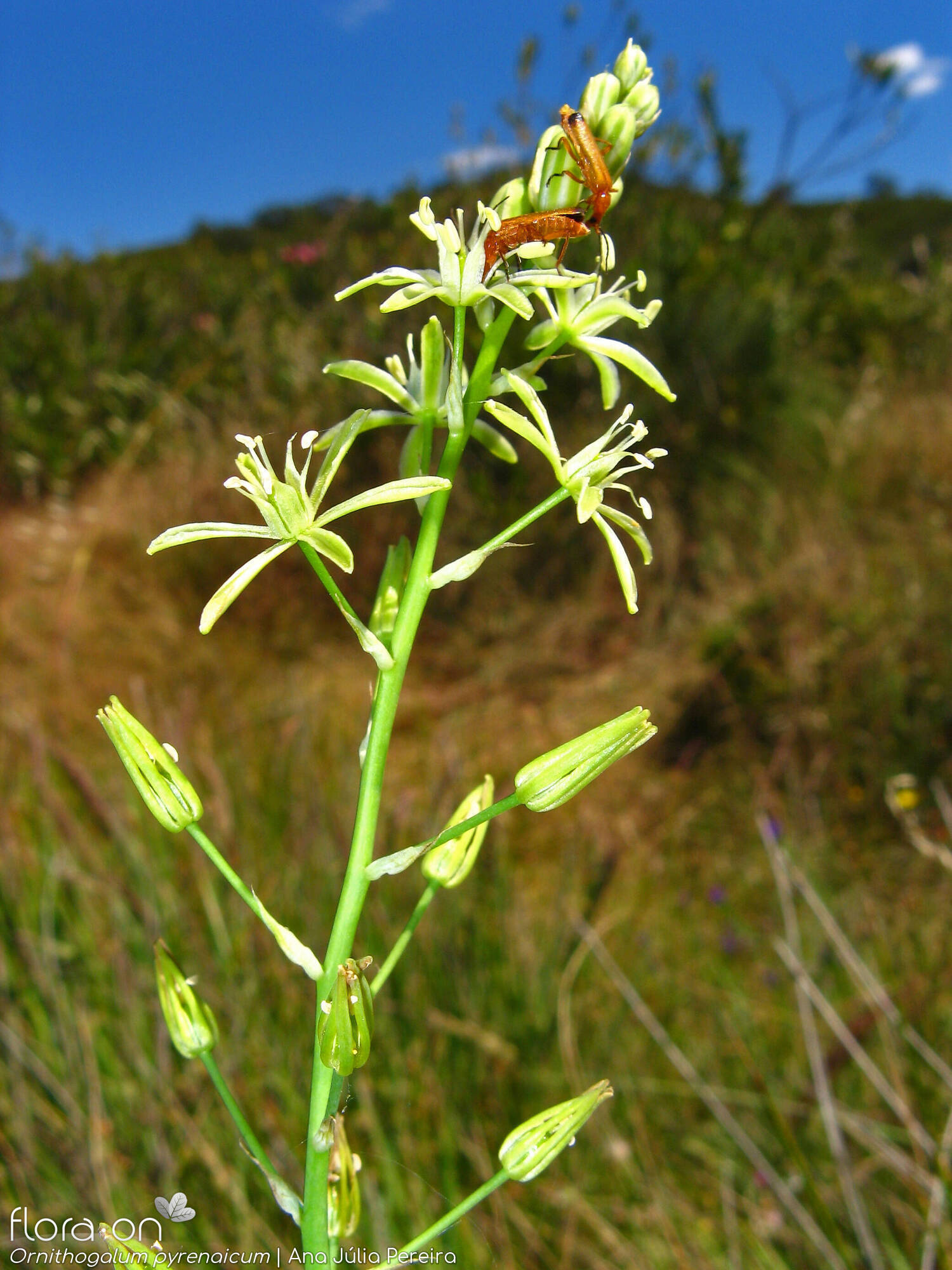 Ornithogalum pyrenaicum pyrenaicum - Flor (geral) | Ana Júlia Pereira; CC BY-NC 4.0