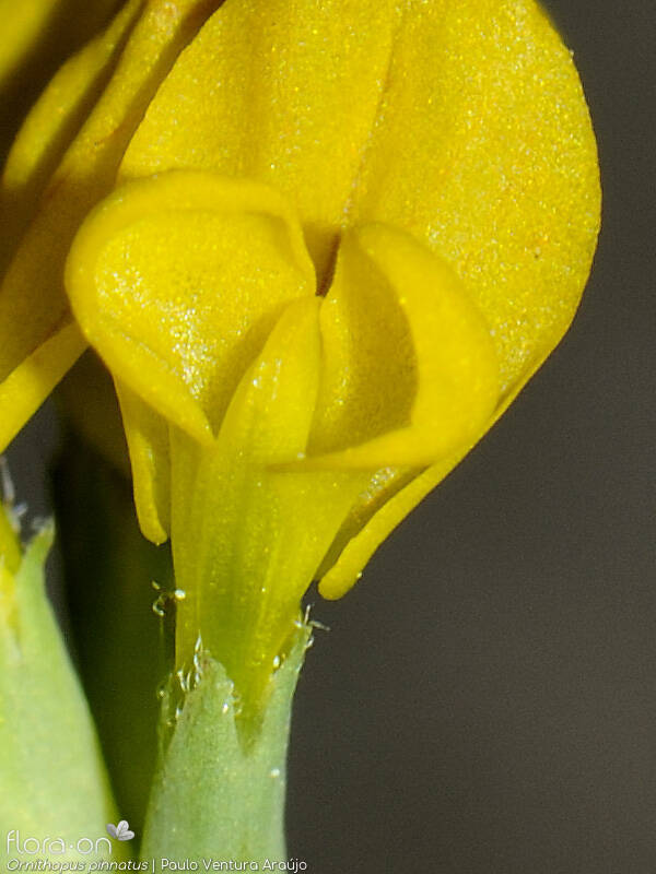 Ornithopus pinnatus - Flor (close-up) | Paulo Ventura Araújo; CC BY-NC 4.0