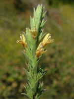 Orobanchaceae