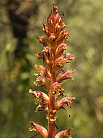 Orobanchaceae