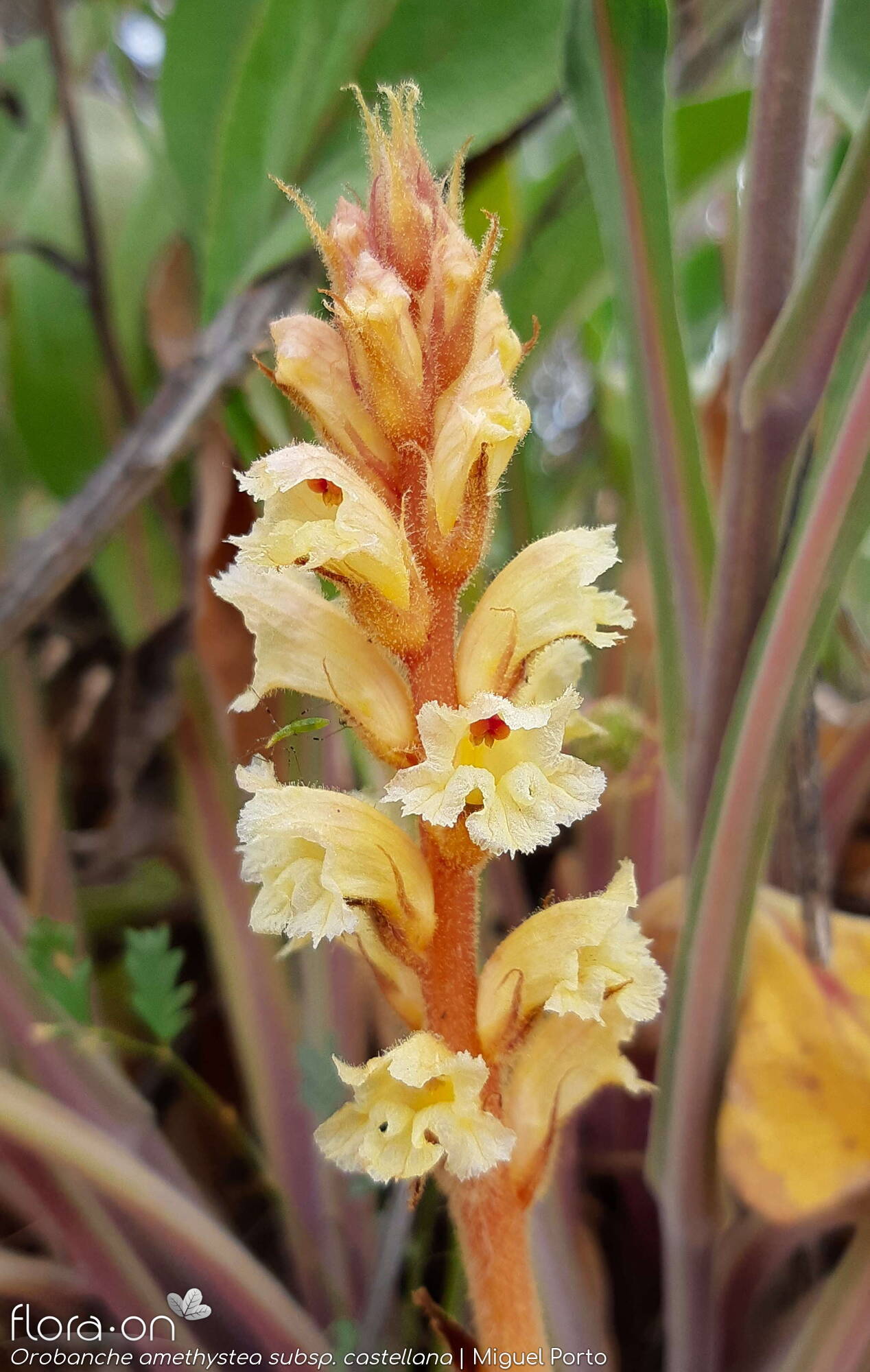 Orobanche amethystea - Flor (geral) | Miguel Porto; CC BY-NC 4.0