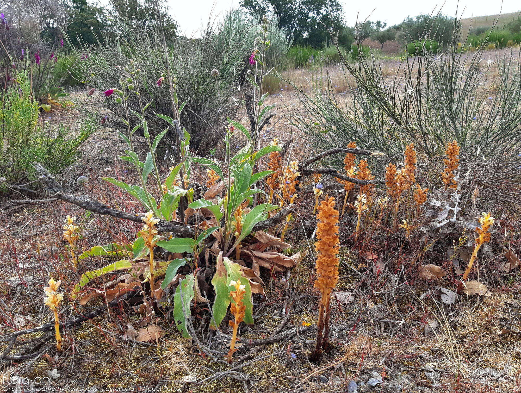 Orobanche amethystea - Habitat | Miguel Porto; CC BY-NC 4.0