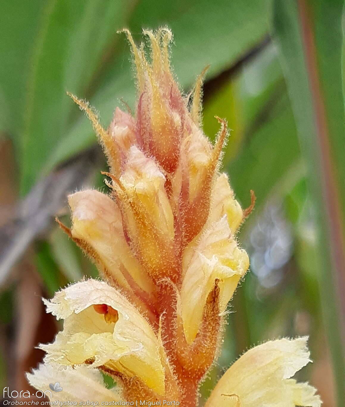 Orobanche amethystea - Bráctea | Miguel Porto; CC BY-NC 4.0