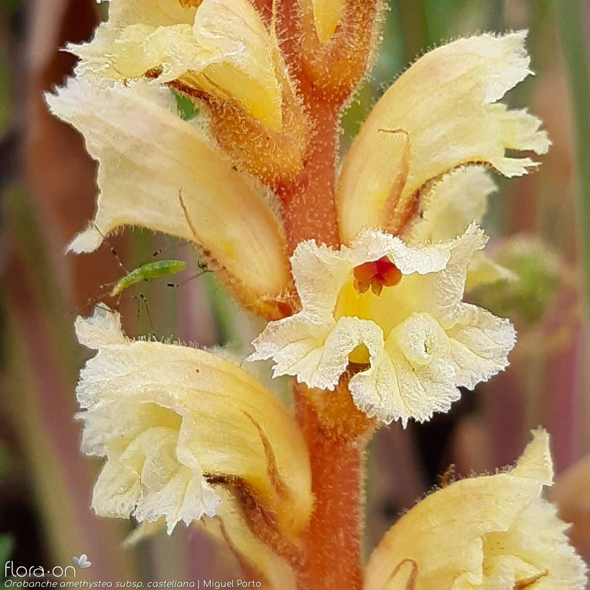 Orobanche amethystea - Flor (close-up) | Miguel Porto; CC BY-NC 4.0