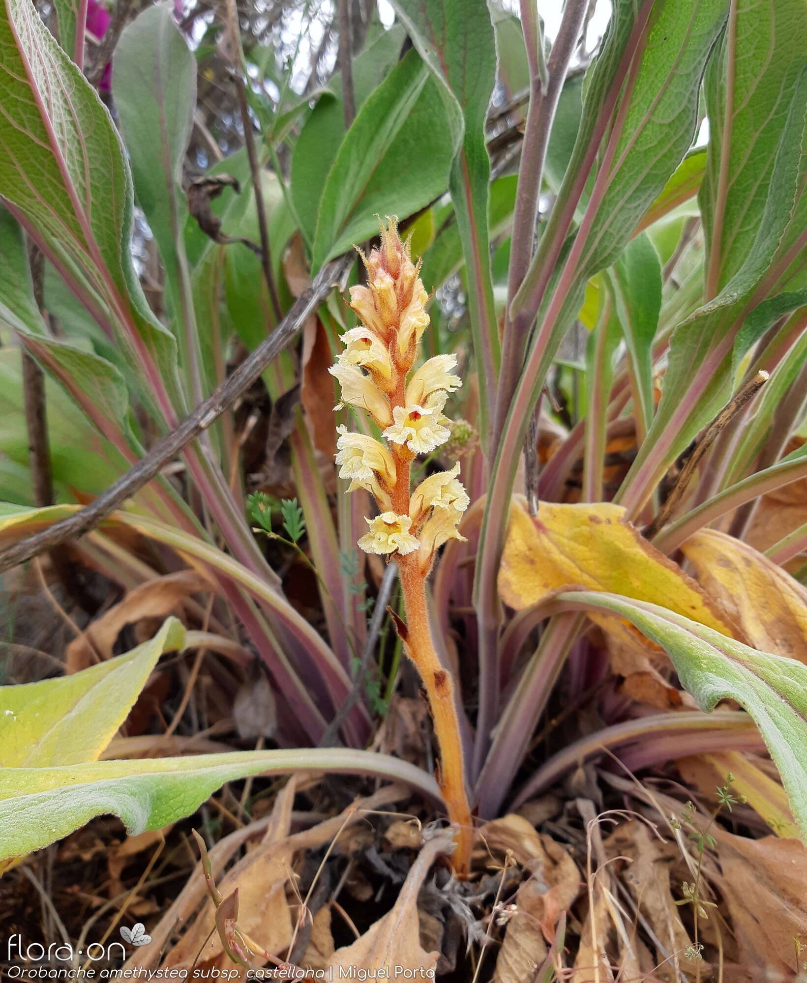 Orobanche amethystea - Hábito | Miguel Porto; CC BY-NC 4.0