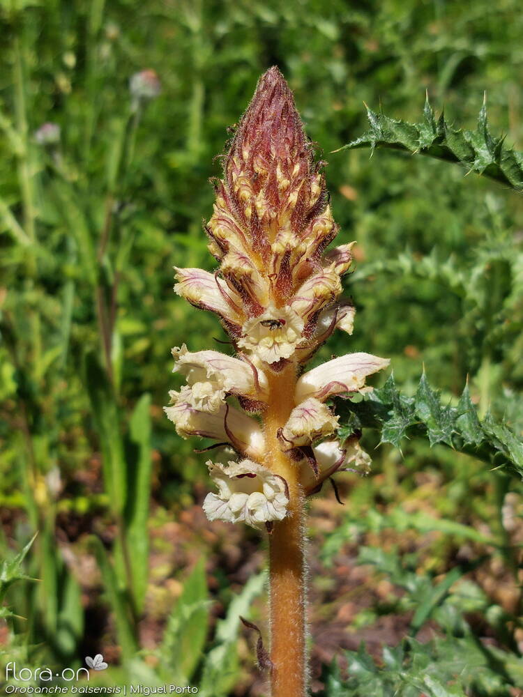 Orobanche balsensis