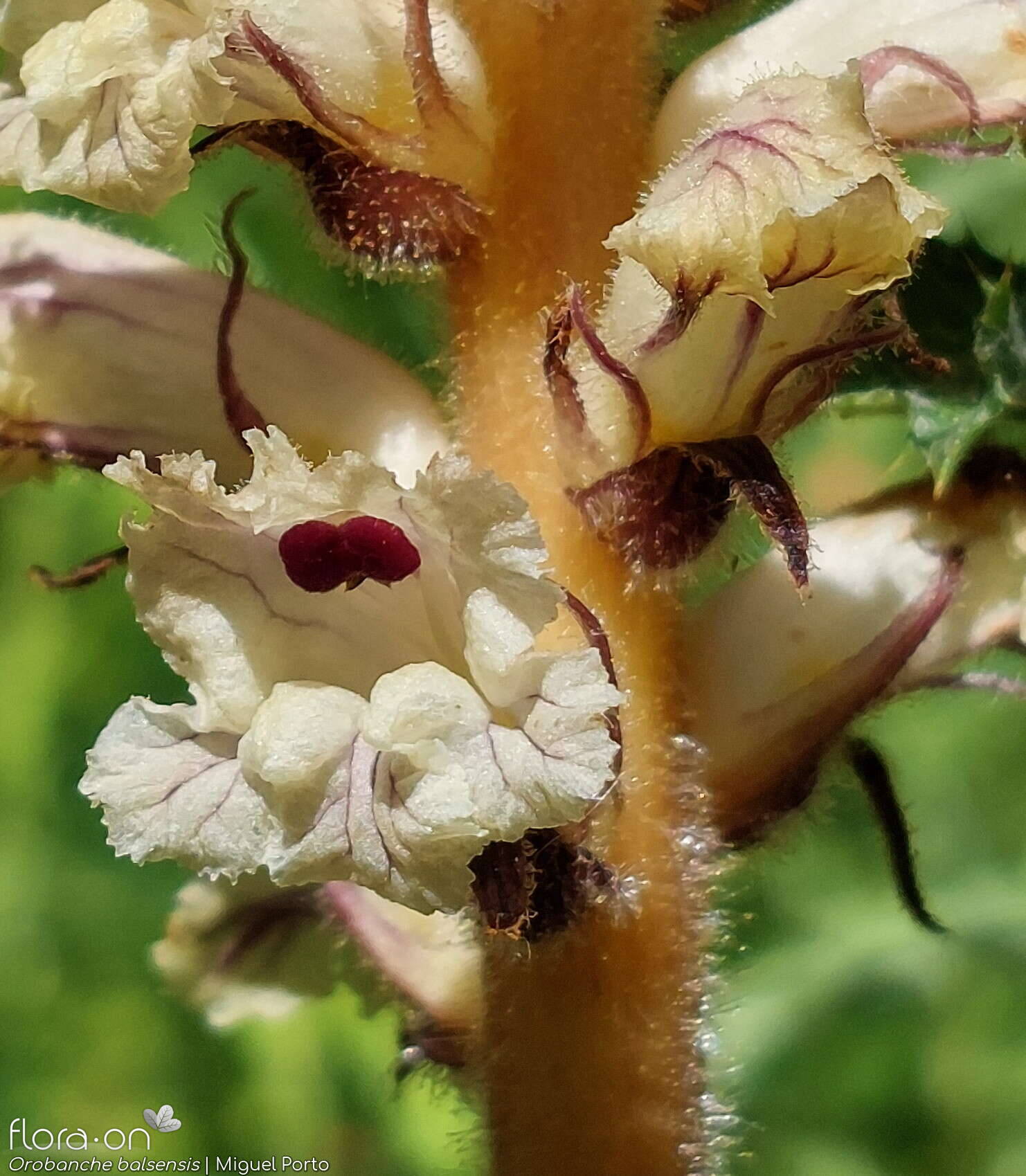 Orobanche balsensis - Flor (close-up) | Miguel Porto; CC BY-NC 4.0