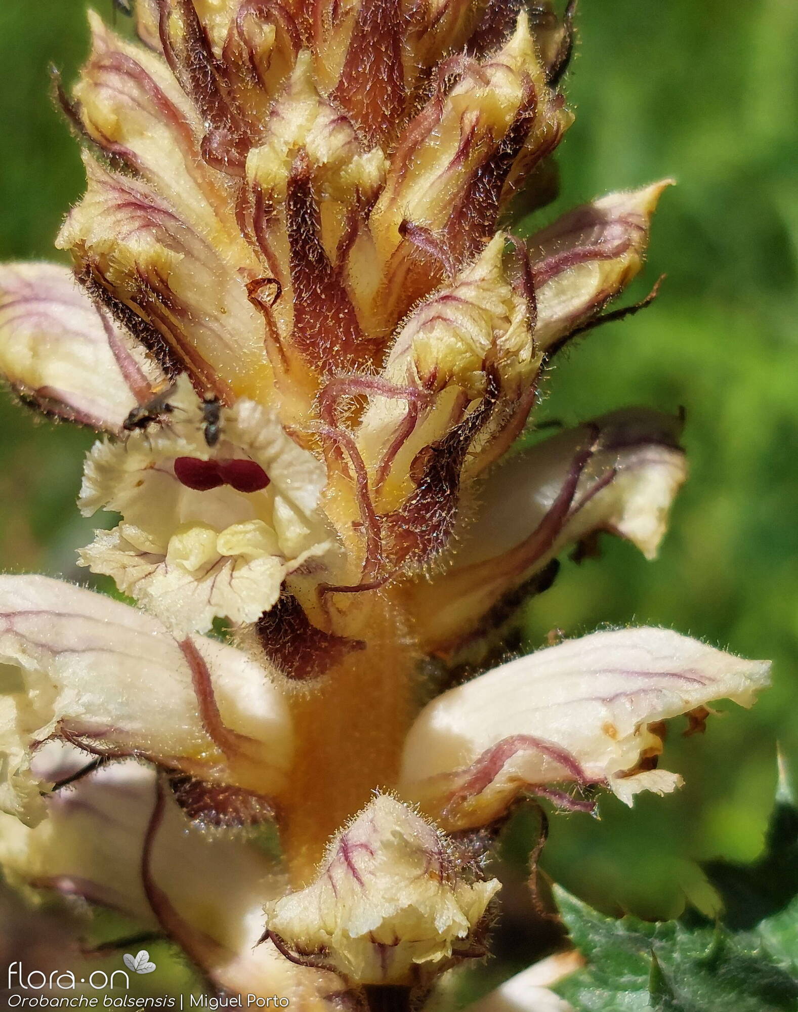 Orobanche balsensis - Flor (geral) | Miguel Porto; CC BY-NC 4.0