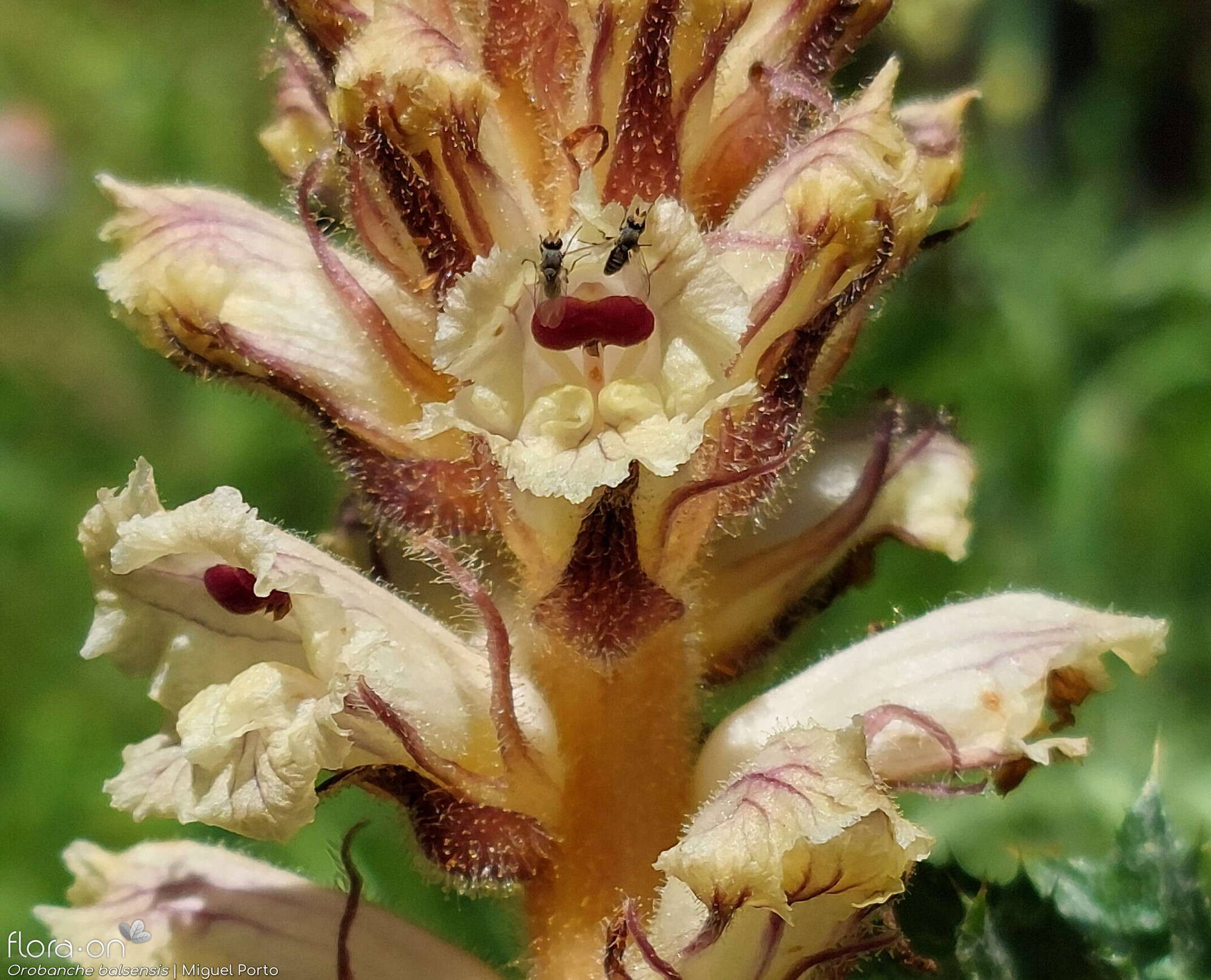Orobanche balsensis - Flor (close-up) | Miguel Porto; CC BY-NC 4.0