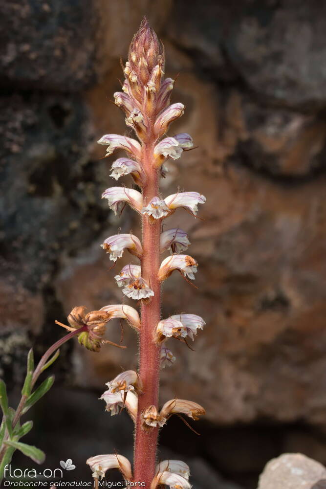Orobanche calendulae