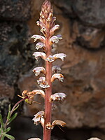 Orobanche calendulae
