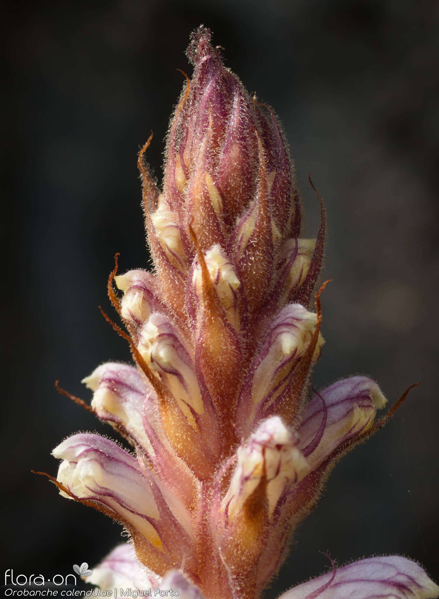 Orobanche calendulae - Flor (geral) | Miguel Porto; CC BY-NC 4.0