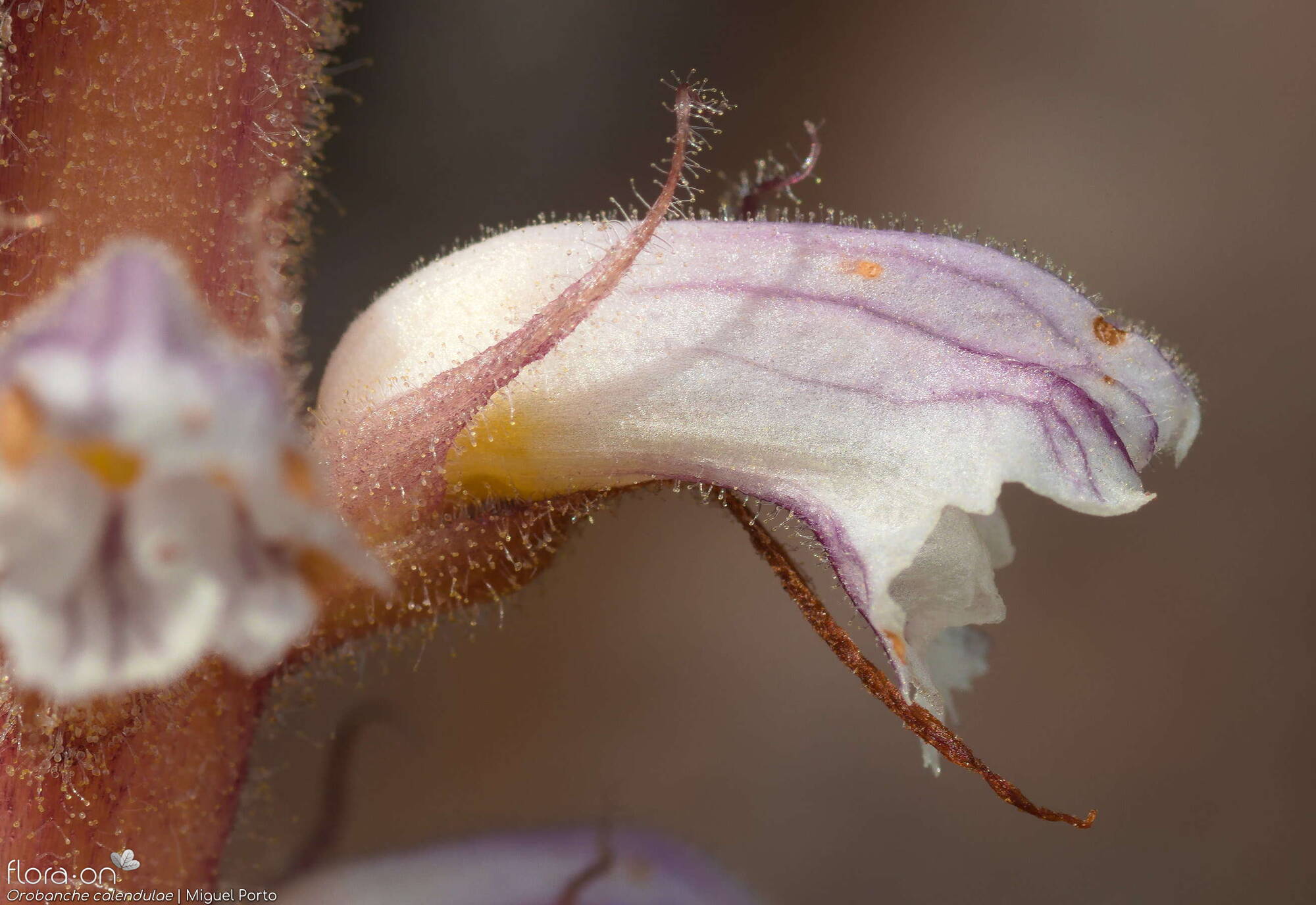 Orobanche calendulae - Cálice | Miguel Porto; CC BY-NC 4.0