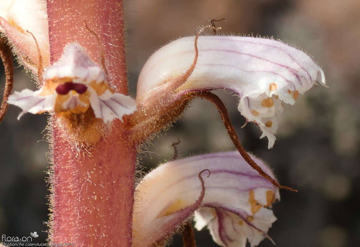 Orobanche calendulae - Flor (close-up) | Miguel Porto; CC BY-NC 4.0