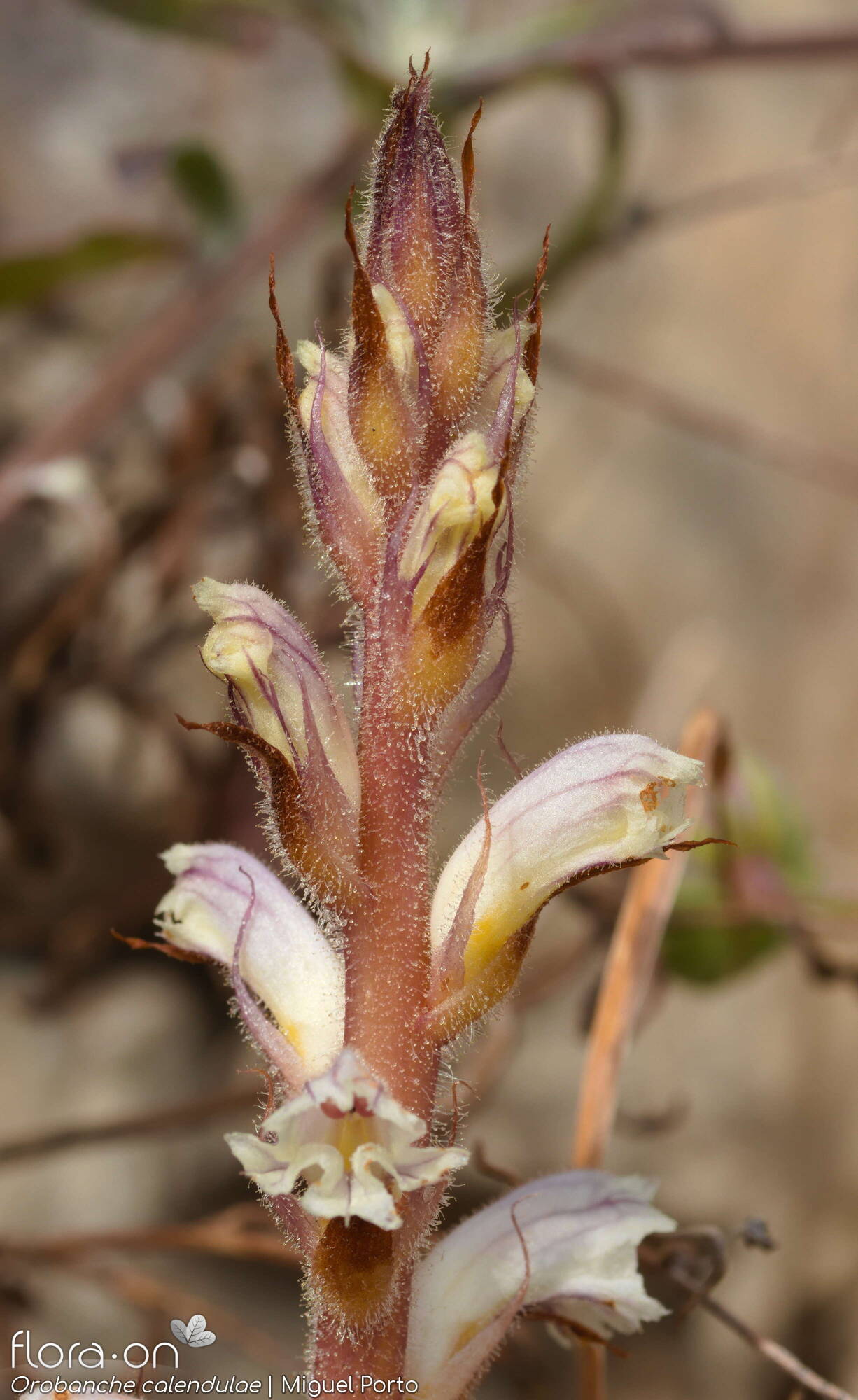 Orobanche calendulae - Flor (geral) | Miguel Porto; CC BY-NC 4.0