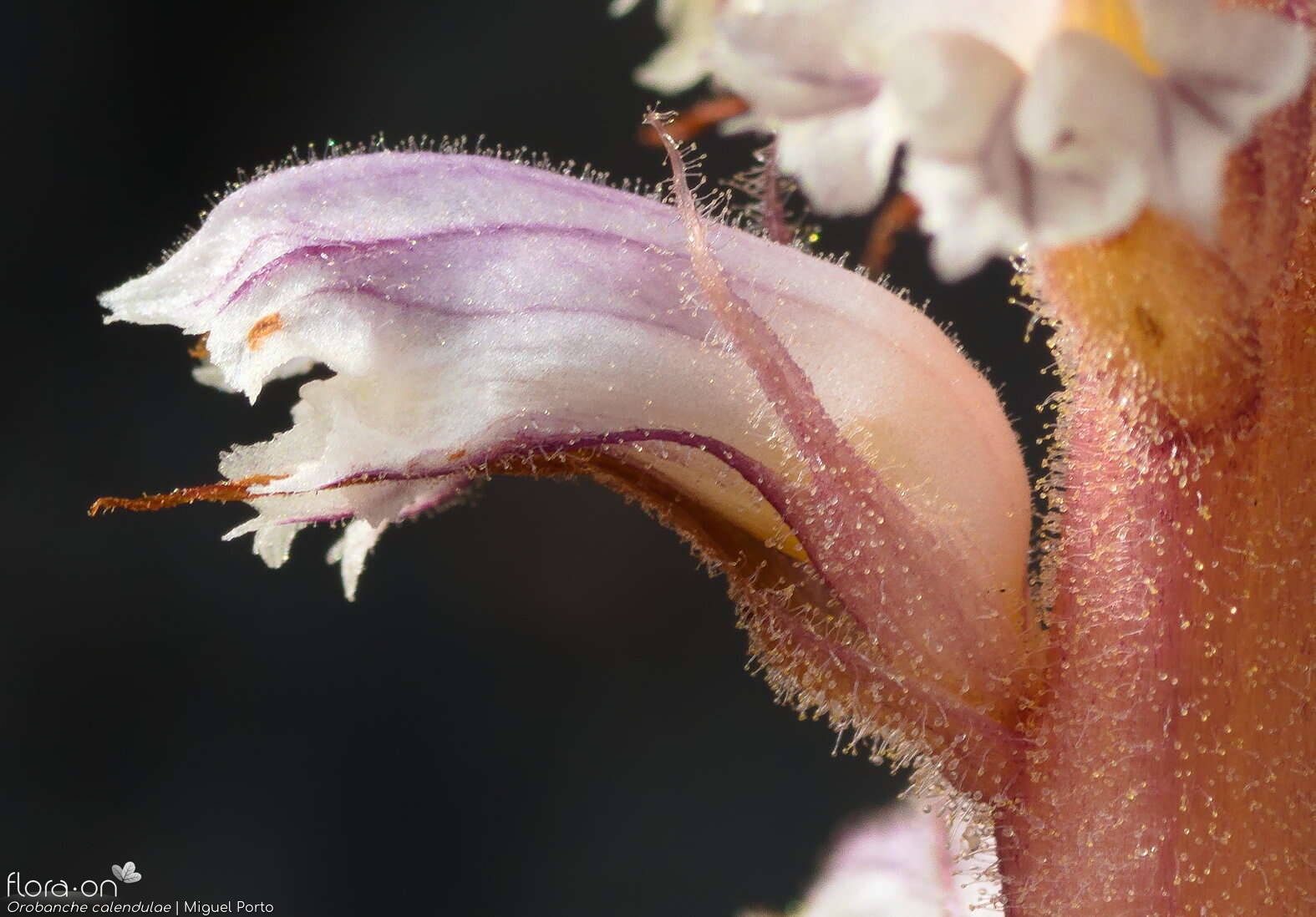 Orobanche calendulae - Cálice | Miguel Porto; CC BY-NC 4.0