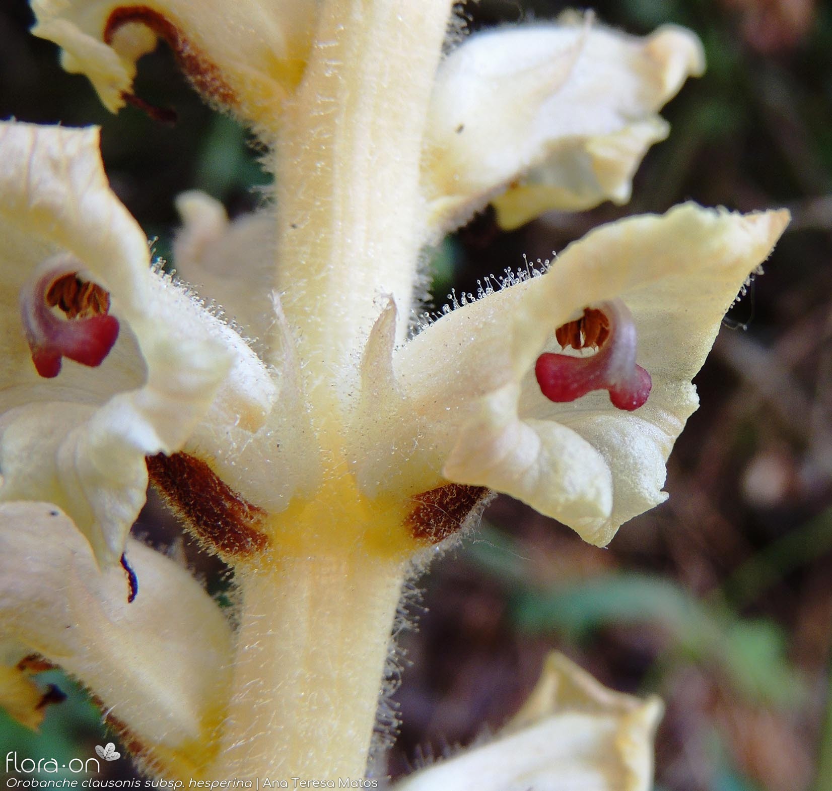Orobanche clausonis hesperina - Flor (close-up) | Ana Teresa Matos; CC BY-NC 4.0