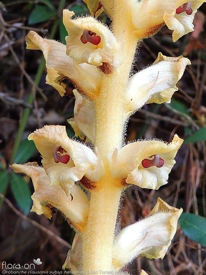 Orobanche clausonis hesperina - Flor (geral) | Ana Teresa Matos; CC BY-NC 4.0