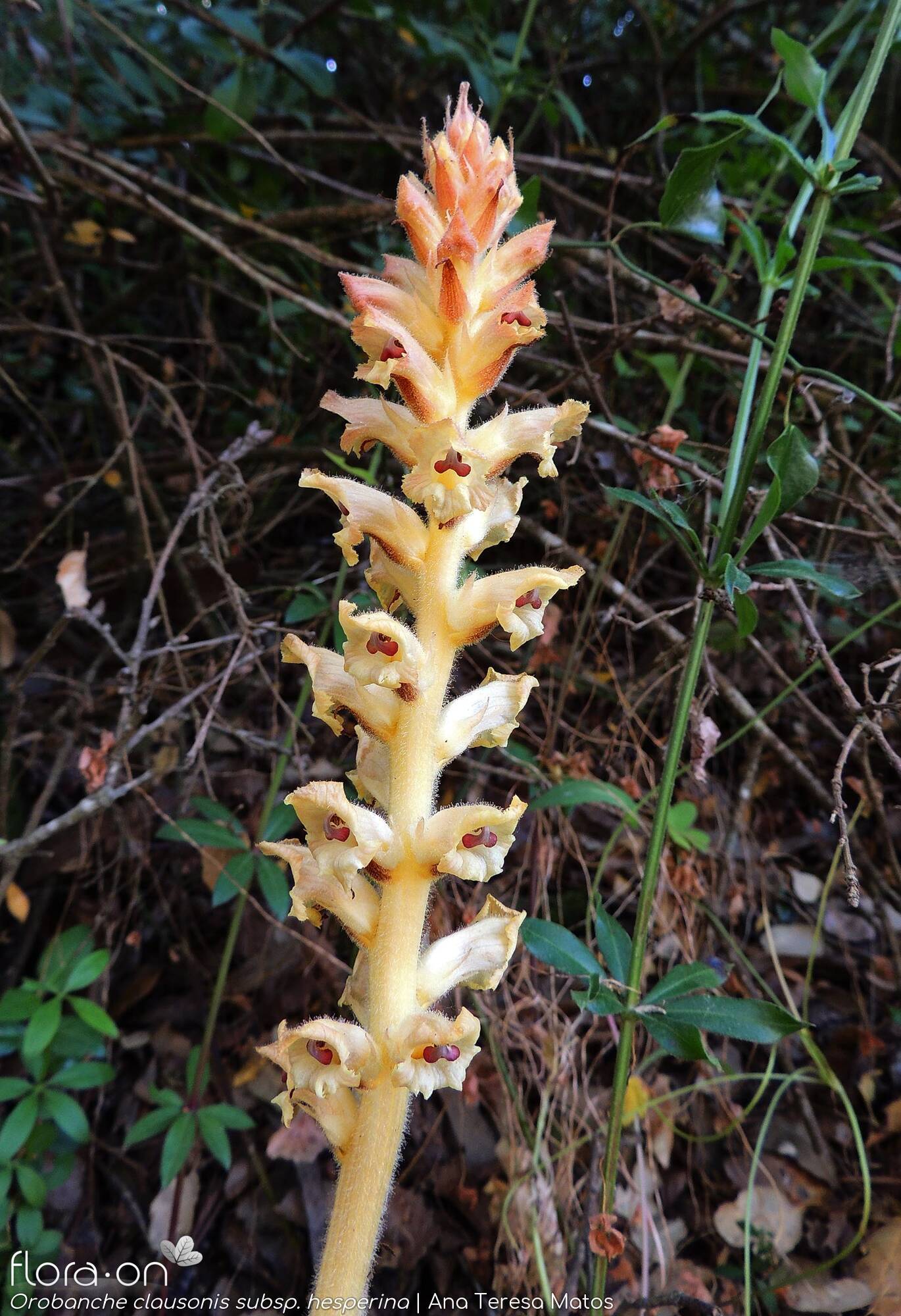 Orobanche clausonis