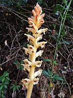 Orobanche clausonis