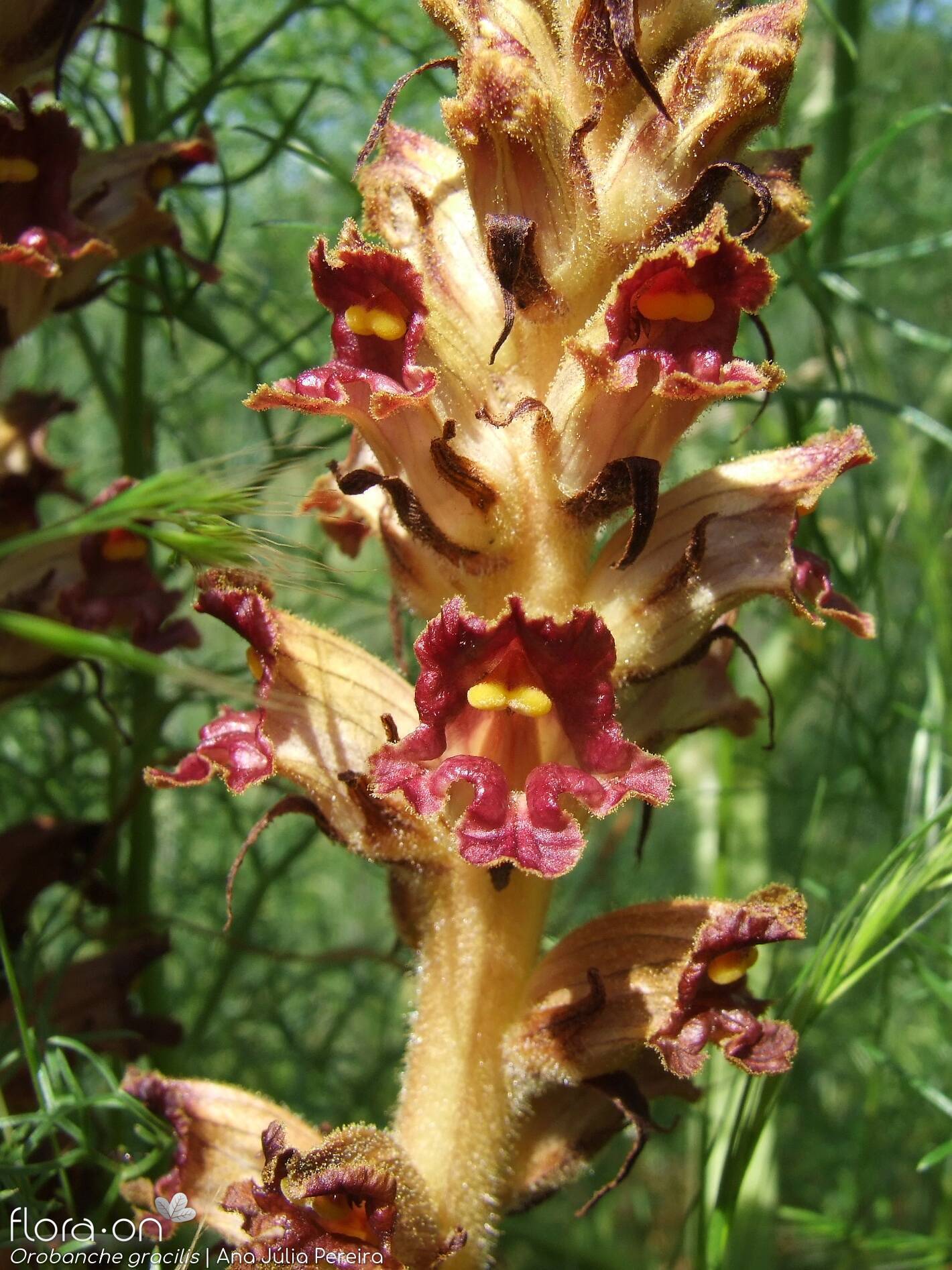 Orobanche gracilis - Flor (close-up) | Ana Júlia Pereira; CC BY-NC 4.0