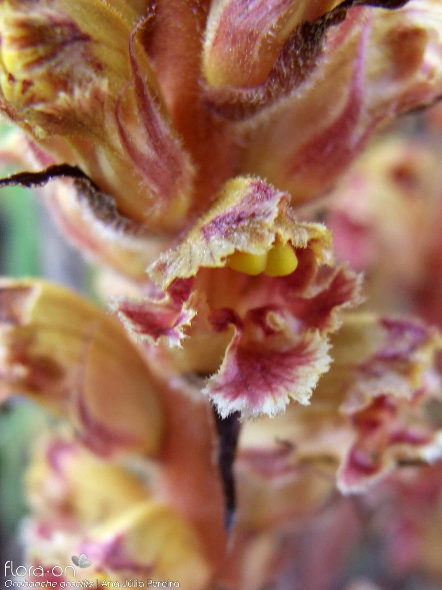 Orobanche gracilis - Flor (close-up) | Ana Júlia Pereira; CC BY-NC 4.0