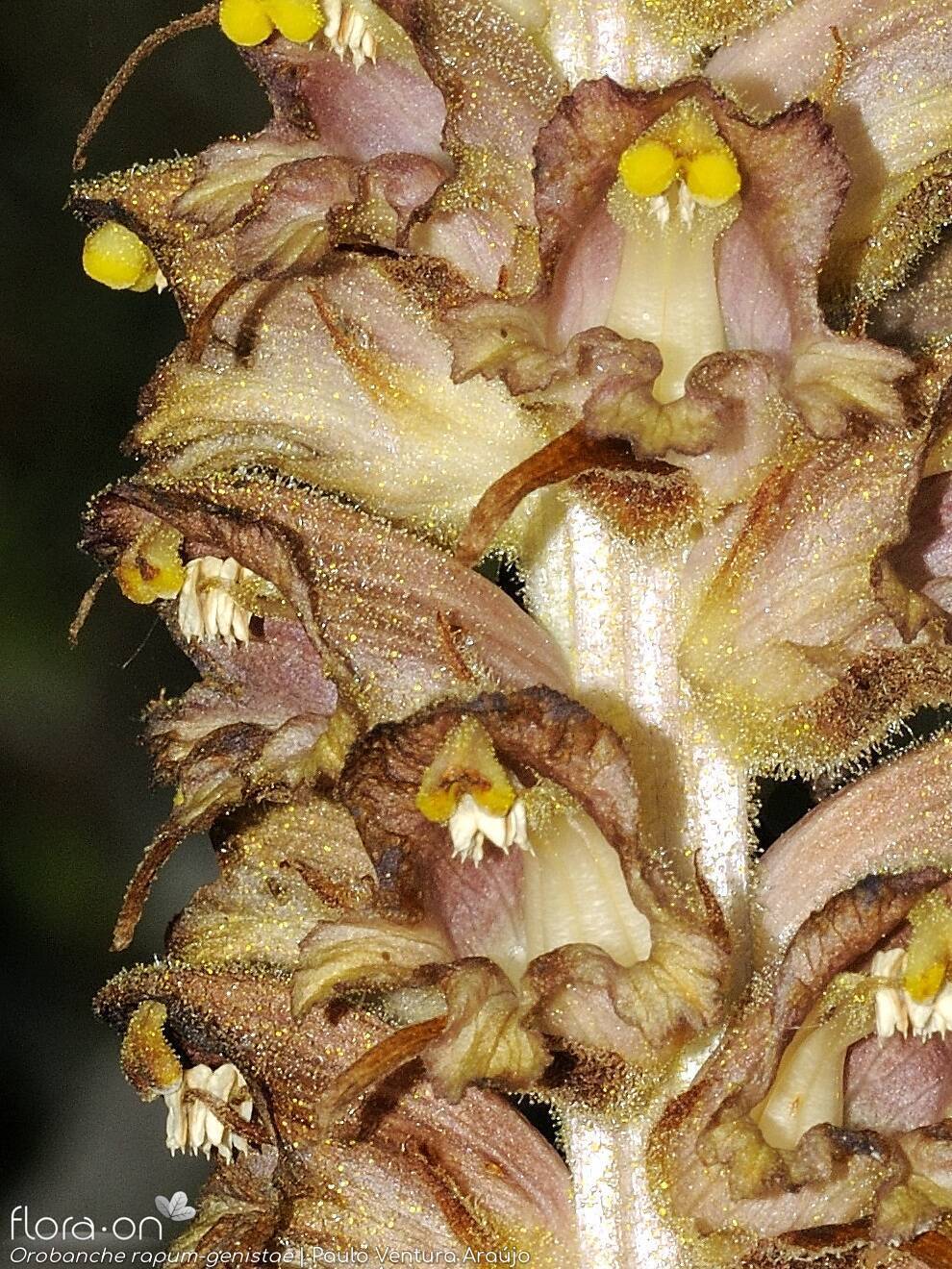 Orobanche rapum-genistae - Flor (close-up) | Paulo Ventura Araújo; CC BY-NC 4.0