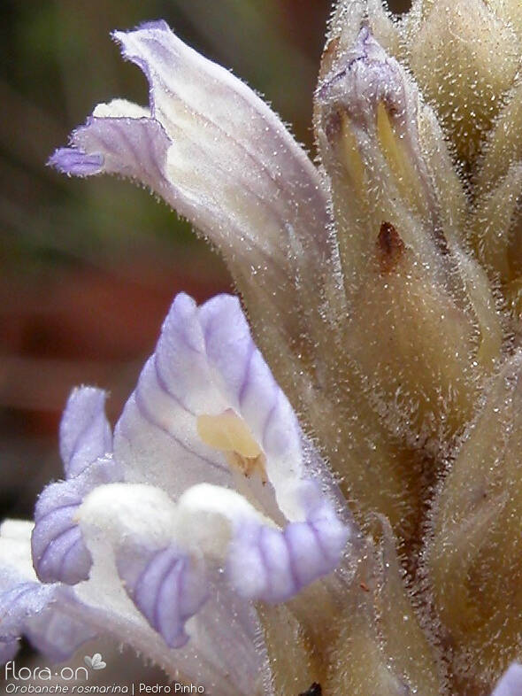 Orobanche rosmarina - Flor (close-up) | Pedro Pinho; CC BY-NC 4.0