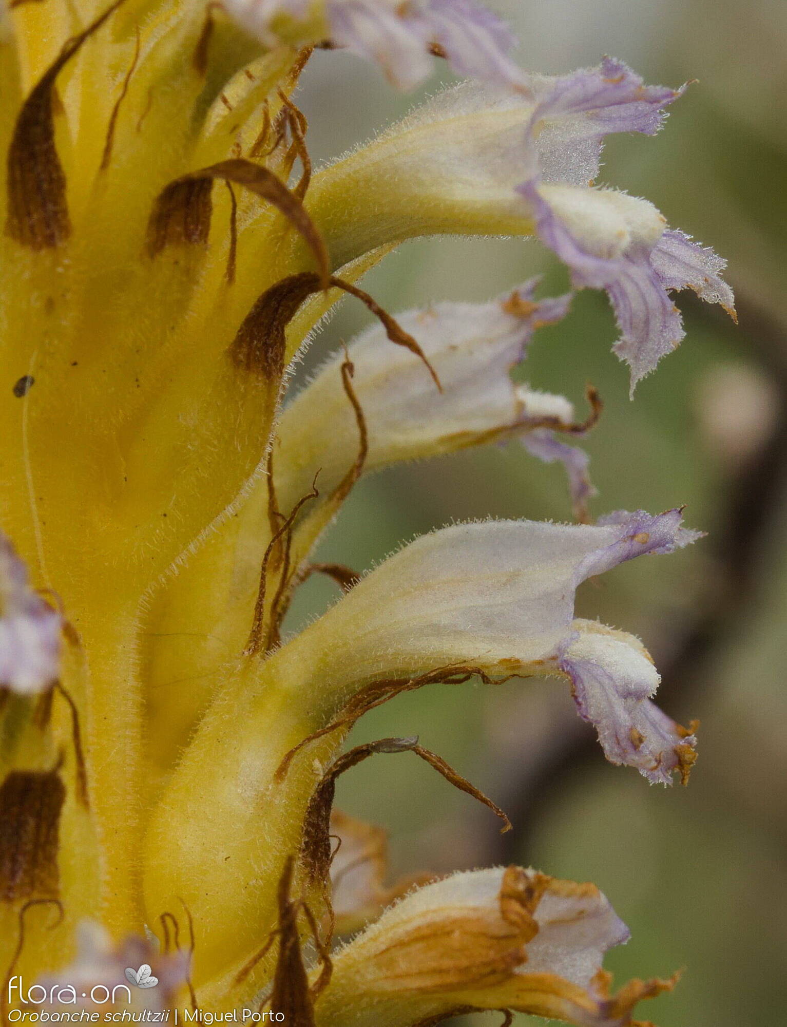Orobanche schultzii - Flor (close-up) | Miguel Porto; CC BY-NC 4.0