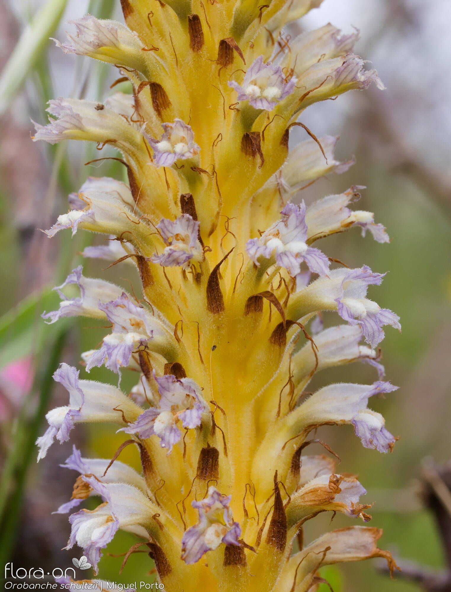 Orobanche schultzii - Flor (geral) | Miguel Porto; CC BY-NC 4.0