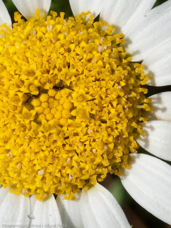 Otospermum glabrum - Flor (close-up) | Miguel Porto; CC BY-NC 4.0