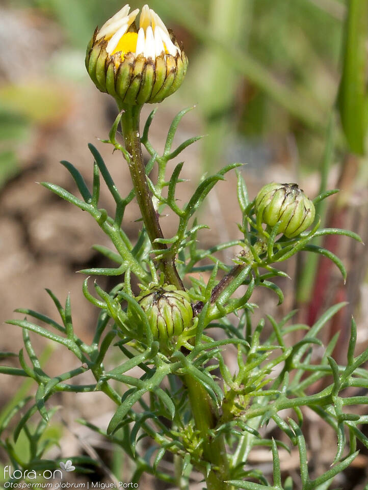 Otospermum glabrum - Flor (geral) | Miguel Porto; CC BY-NC 4.0