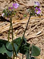 Oxalidaceae