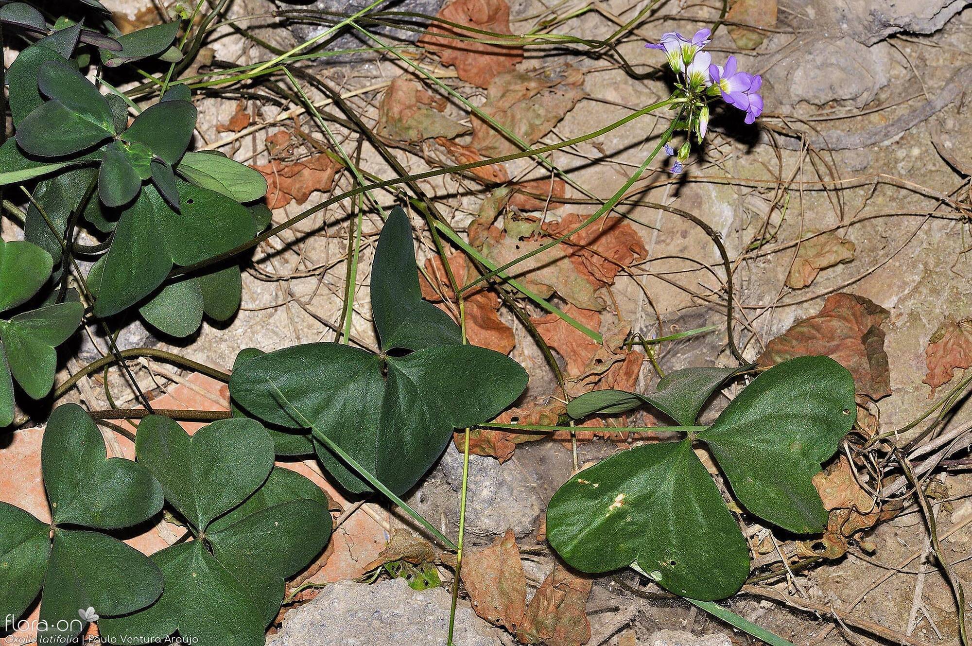 Oxalis latifolia - Folha (geral) | Paulo Ventura Araújo; CC BY-NC 4.0