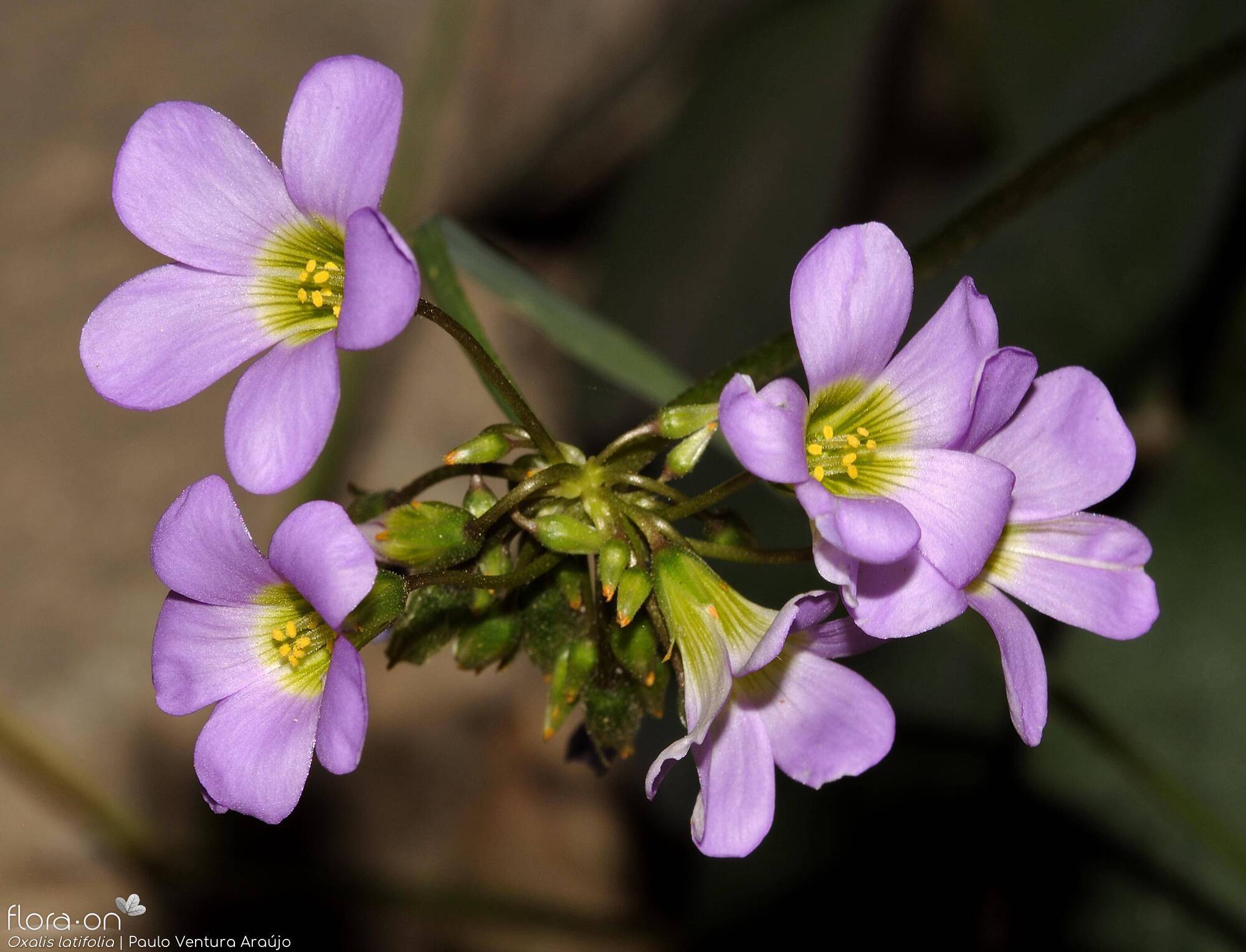 Oxalis latifolia - Flor (geral) | Paulo Ventura Araújo; CC BY-NC 4.0