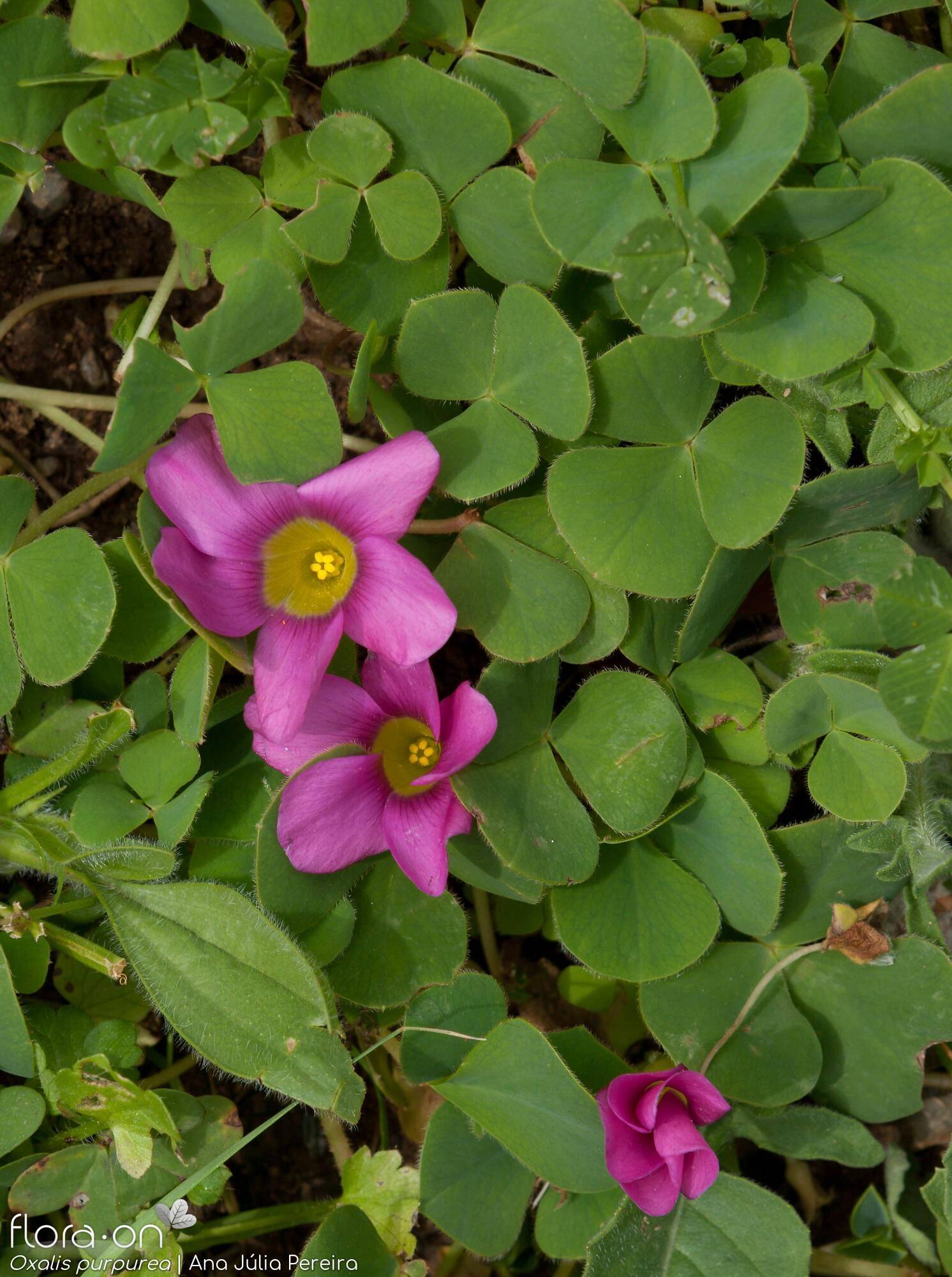 Oxalis purpurea - Flor (geral) | Ana Júlia Pereira; CC BY-NC 4.0