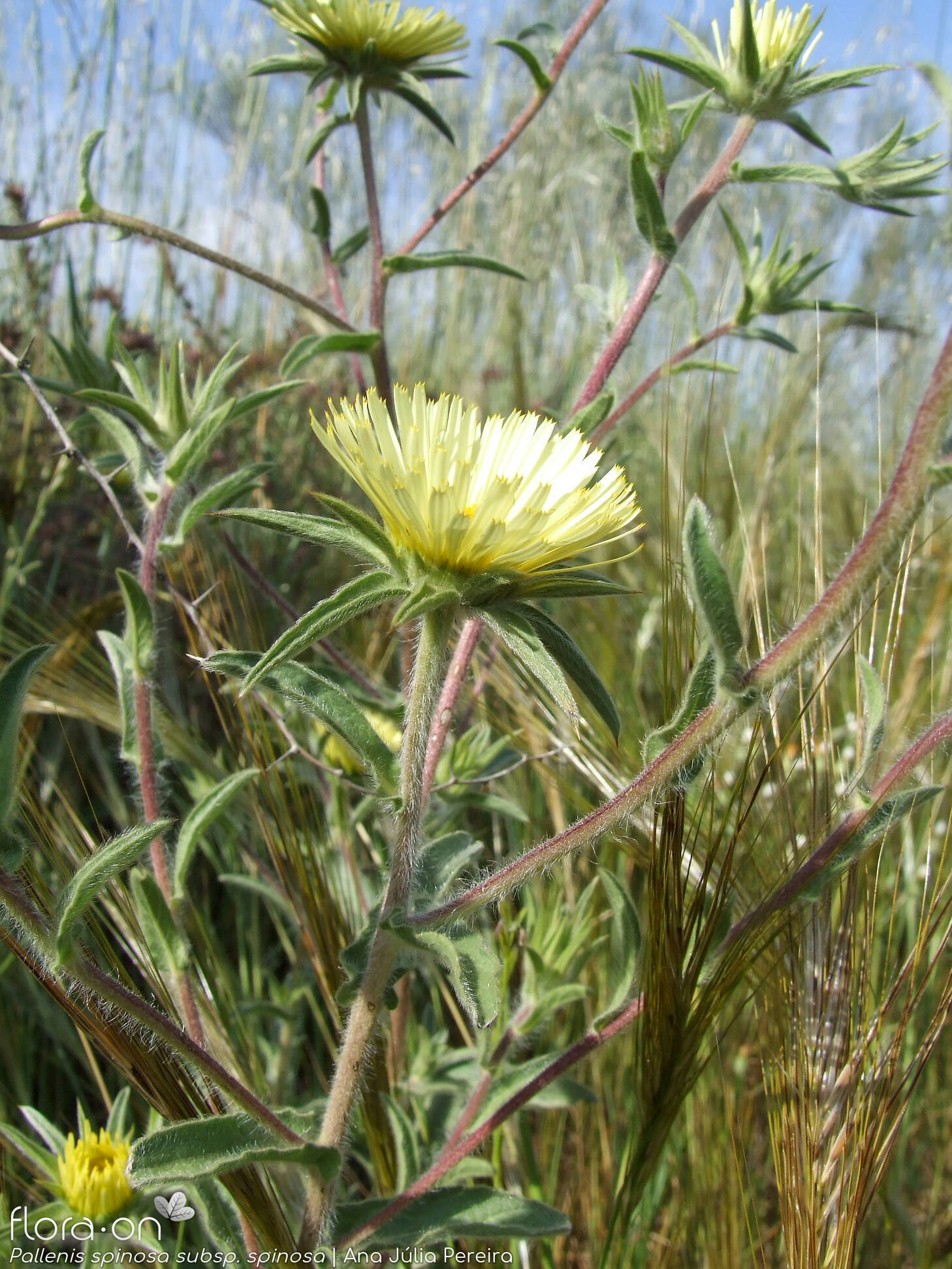 Pallenis spinosa spinosa - Flor (geral) | Ana Júlia Pereira; CC BY-NC 4.0