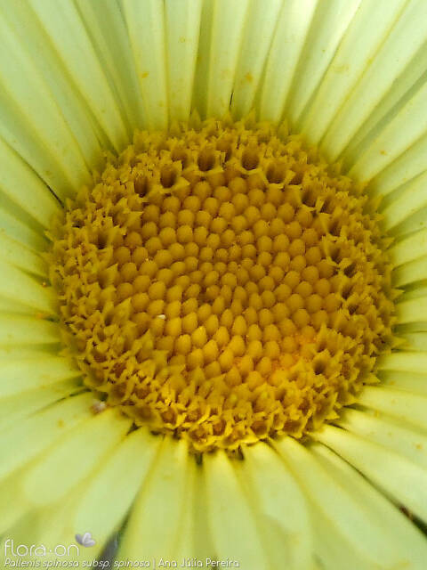 Pallenis spinosa spinosa - Flor (close-up) | Ana Júlia Pereira; CC BY-NC 4.0