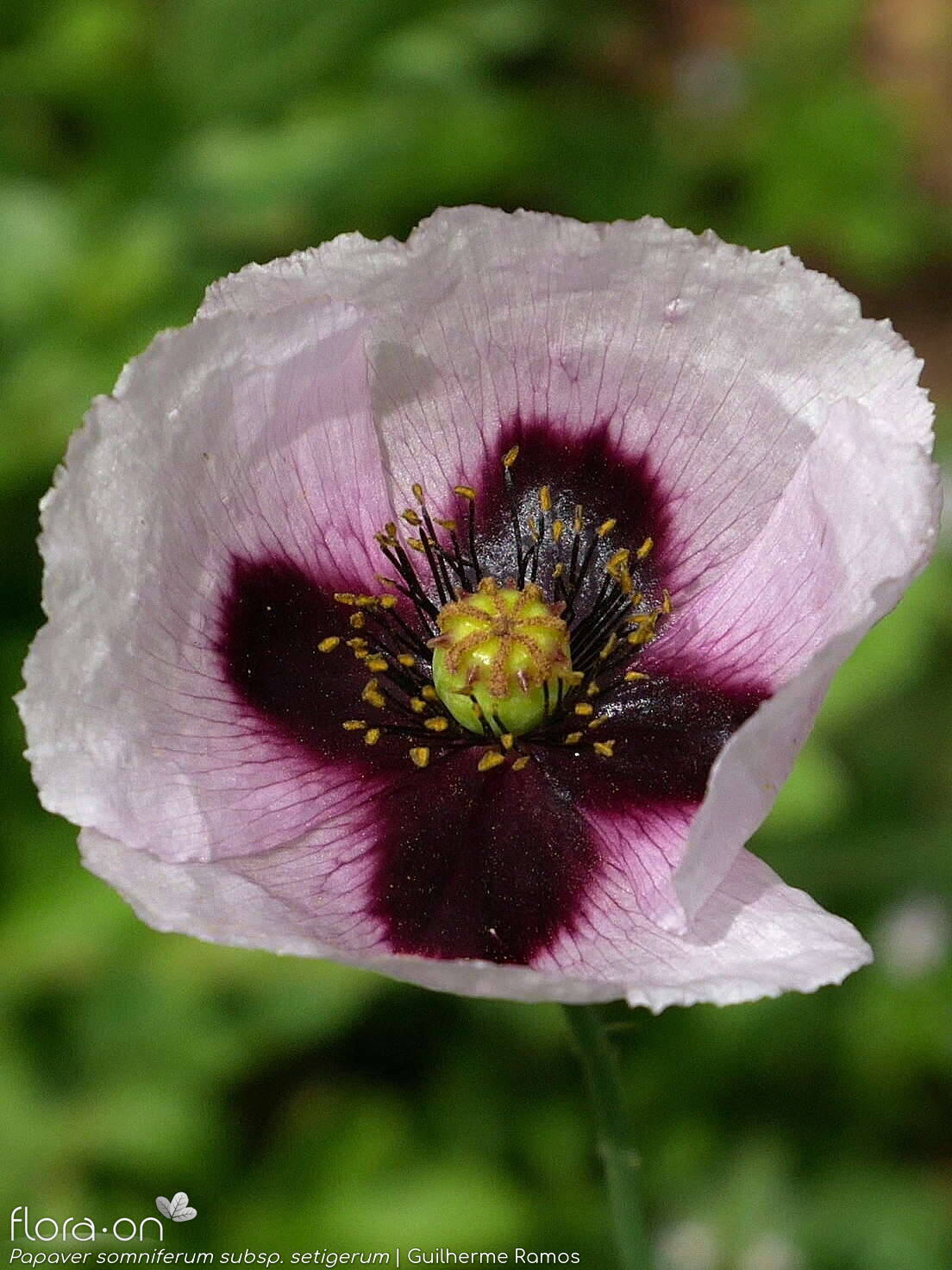 Papaver somniferum - Flor (close-up) | Guilherme Ramos; CC BY-NC 4.0