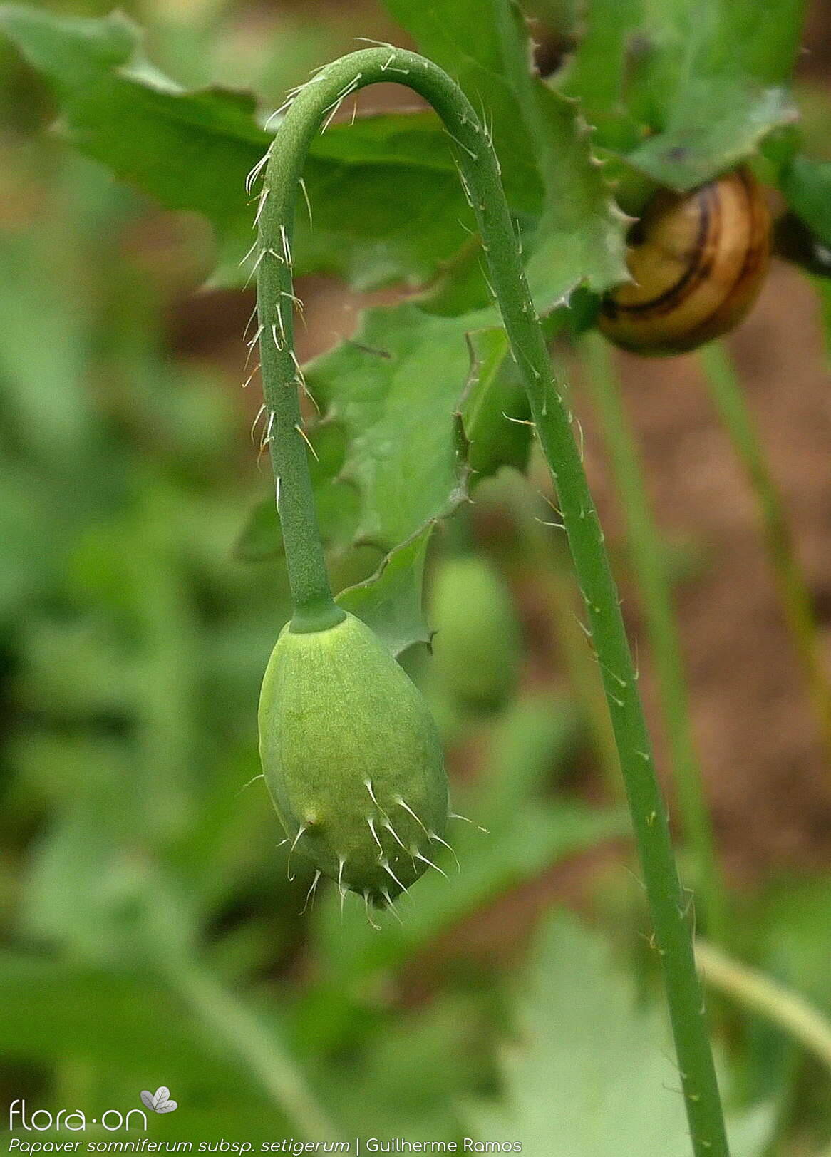 Papaver somniferum - Botão | Guilherme Ramos; CC BY-NC 4.0