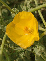 Papaveraceae