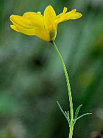 Papaveraceae