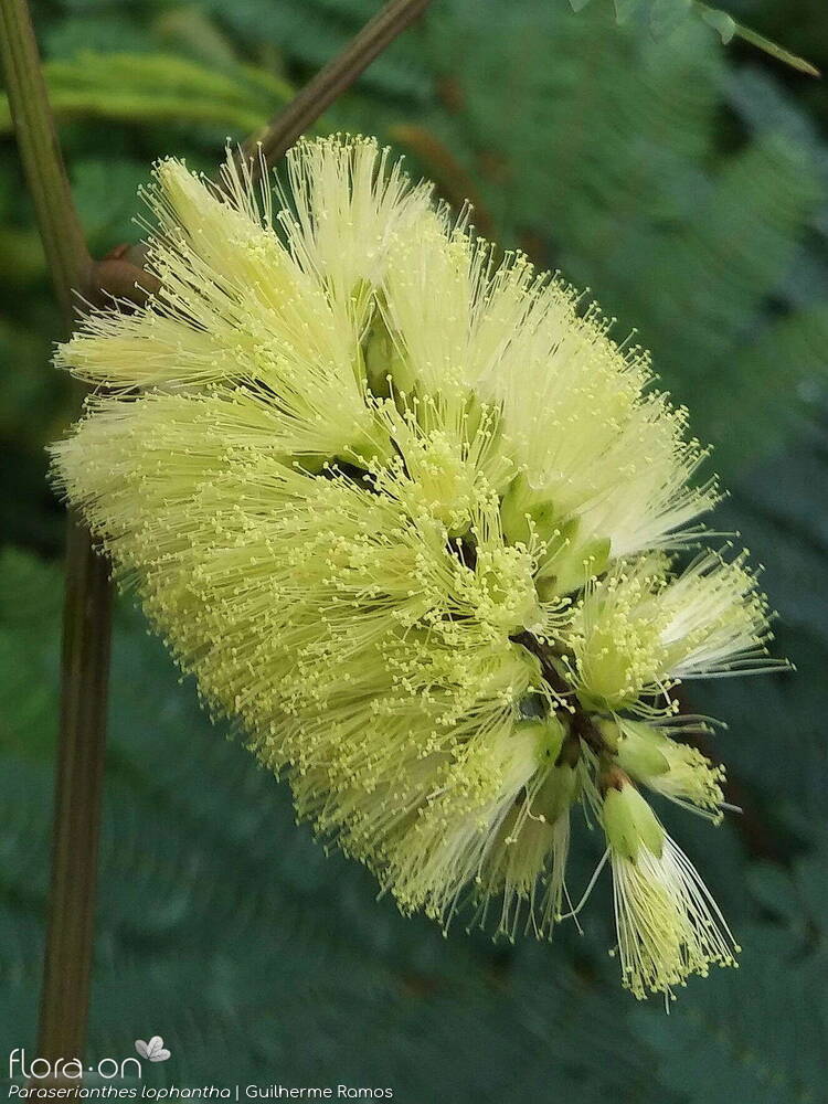 Paraserianthes lophantha