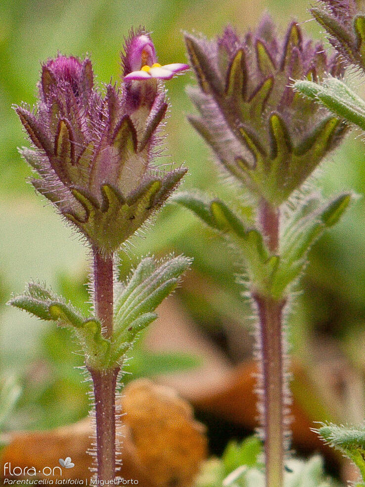 Parentucellia latifolia - Flor (geral) | Miguel Porto; CC BY-NC 4.0